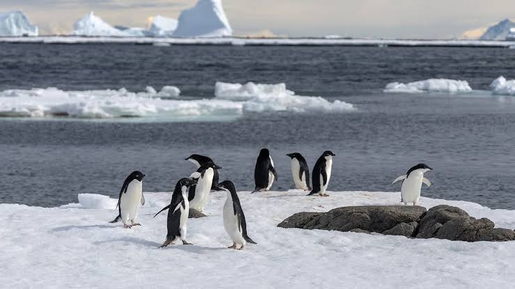Adelie penguins on Antarctic ice