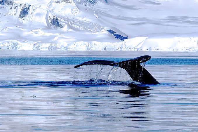 Humpback whale tail in polar waters