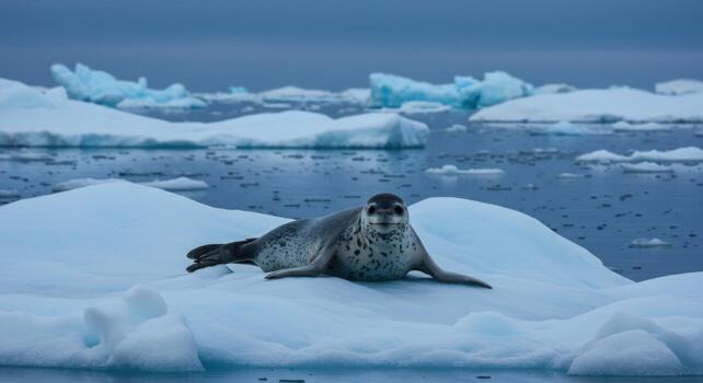 Leopard seal resting on an ice floe in polar waters